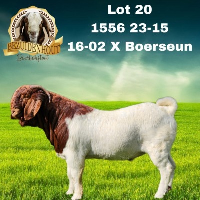 1X BOER GOAT FLOCK 48-491 BUCK BEZUIDENHOUT BBS