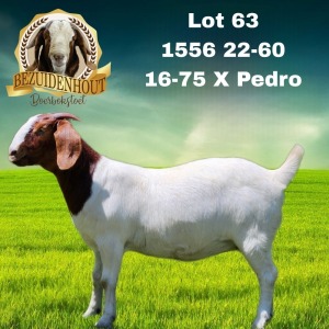 1X BOER GOAT PREGNANT FLOCK 48-327 DOE BEZUIDENHOUT BBS