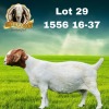 1X BOER GOAT PREGNANT STUD 48-337 DOE BEZUIDENHOUT BBS