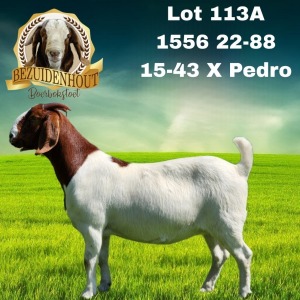 1X BOER GOAT FLOCK 48-329 DOE BEZUIDENHOUT BBS