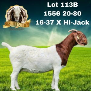 WITHDRAWN - 1X BOER GOAT DOE BEZUIDENHOUT BBS