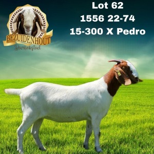 1X BOER GOAT FLOCK 48-326 DOE BEZUIDENHOUT BBS