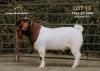 1X BOER GOAT FLOCK 11-002 BUCK PASSANO BOERBOKSTOET