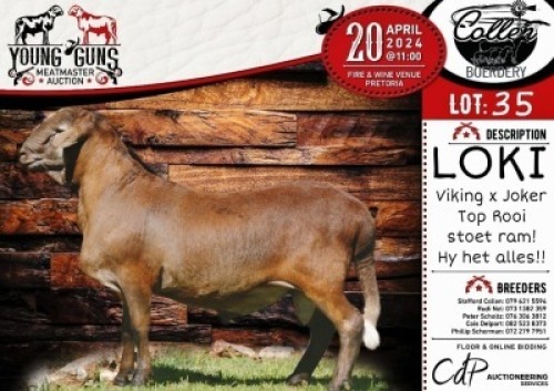 WITHDRAWN - 1X MEATMASTER RAM - LOKI COLLEN BOERDERY
