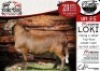 WITHDRAWN - 1X MEATMASTER RAM - LOKI COLLEN BOERDERY