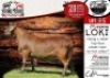 WITHDRAWN - 1X MEATMASTER RAM - LOKI COLLEN BOERDERY - 2