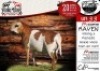 1X MEATMASTER RAM - RAVEN COLLEN BOERDERY