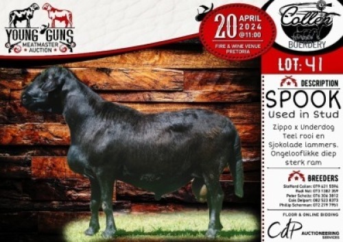 1X MEATMASTER RAM - SPOOK COLLEN BOERDERY