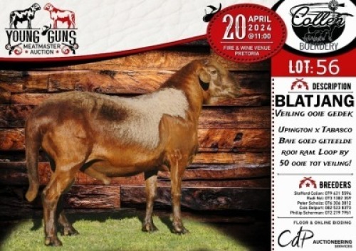 1X MEATMASTER RAM - BLATJANG COLLEN BOERDERY