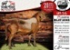 1X MEATMASTER RAM - BLATJANG COLLEN BOERDERY
