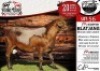 1X MEATMASTER RAM - BLATJANG COLLEN BOERDERY - 2