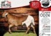 WITHDRAWN - 1X MEATMASTER RAM - ODIN COLLEN BOERDERY - 2