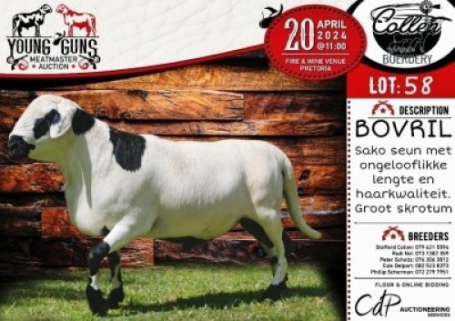 1X MEATMASTER RAM - BOVRIL COLLEN BOERDERY