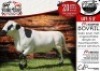 1X MEATMASTER RAM - BOVRIL COLLEN BOERDERY