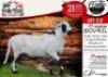 1X MEATMASTER RAM - BOVRIL COLLEN BOERDERY - 2