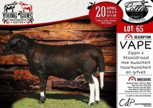 1X MEAT MASTER RAM - VAPE COLLEN BOERDERY