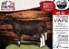 1X MEAT MASTER RAM - VAPE COLLEN BOERDERY