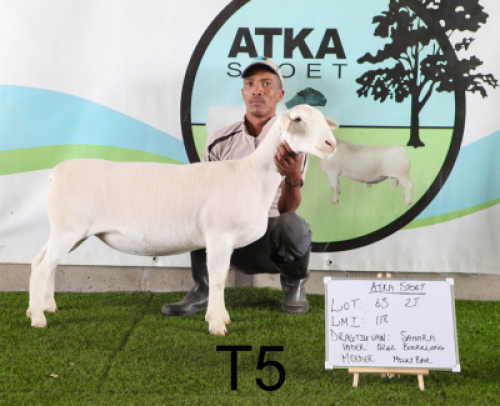 1X WIT DORPER OOI/EWE T5