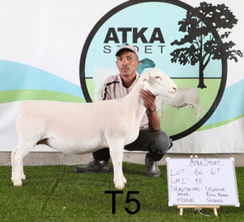 1X WIT DORPER OOI/EWE T5