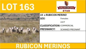 10X RUBICON MERINOS PREGNANT COMMERCIAL EWE