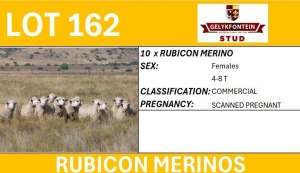 10X RUBICON MERINOS PREGNANT COMMERCIAL EWE