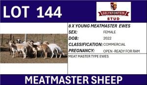 8X MEATMASTER COMMERCIAL EWE