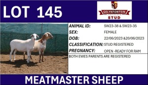 2X MEATMASTER REGISTERED EWE