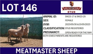 2X MEATMASTER REGISTERED EWE