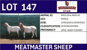 2X MEATMASTER REGISTERED EWE