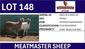 2X MEATMASTER REGISTERED EWE