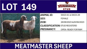 2X MEATMASTER REGISTERED EWE