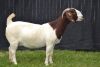 1X BOER GOAT STUD DOE KARSTEN BOER GOAT STUD