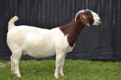 1X BOER GOAT STUD DOE KARSTEN BOER GOAT STUD