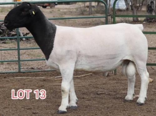 1X DORPER RAM LAMBERT VORSTER