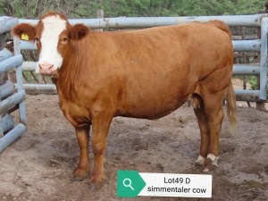 1X SIMMENTAL COW RESULT ORIENTED