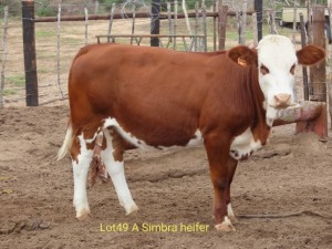 1X SIMBRA HEIFER RESULT ORIENTED