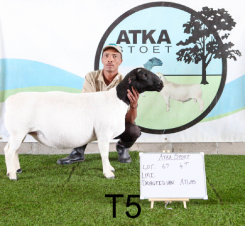 1X DORPER OOI/EWE T5
