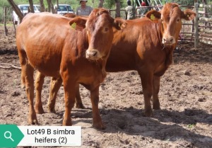 2X SIMBRA HEIFER RESULT ORIENTED