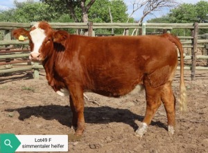 1X SIMMENTAL HEIFER RESULT ORIENTED