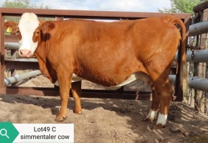 1X SIMMENTAL COW RESULT ORIENTED