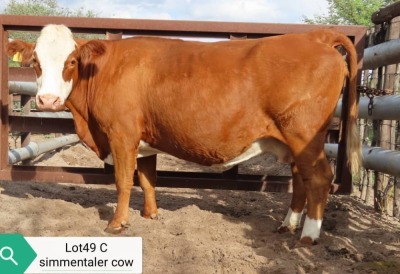 1X SIMMENTAL COW RESULT ORIENTED