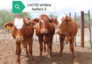 3X SIMBRA HEIFER RESULT ORIENTED