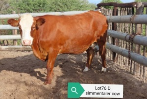 1X SIMMENTAL COW RESULT ORIENTED