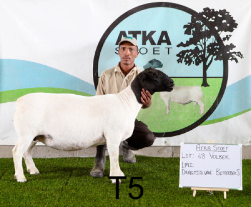 1X DORPER OOI/EWE T5