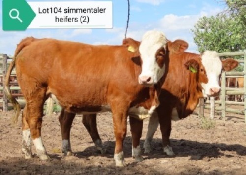 2X SIMMENTAL HEIFER RESULT ORIENTED