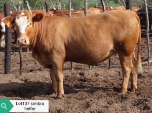 1X SIMBRA HEIFER RESULT ORIENTED