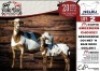 1X MEATMASTER EWE NELRU MEATMASTERS