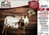 1X MEATMASTER EWE NELRU MEATMASTERS - 2
