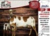 1X MEATMASTER EWE NELRU MEATMASTERS - 3