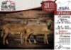 3X MEATMASTER EWE NELRU MEATMASTERS